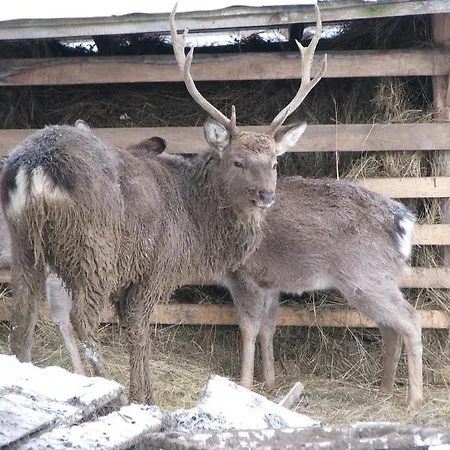 Ялинка Готель Вышков