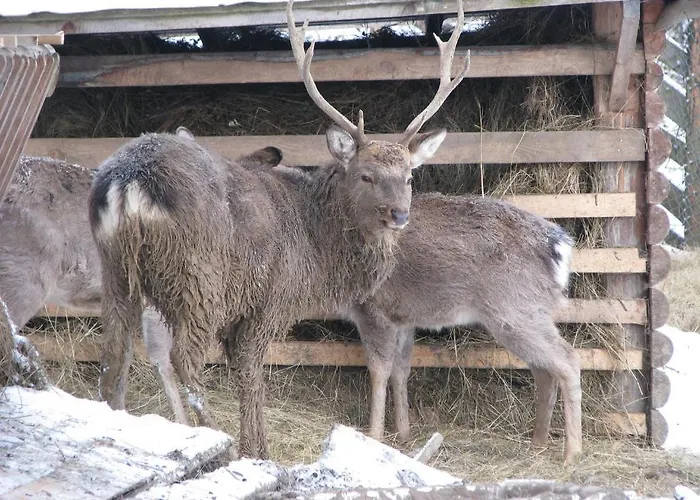 Ялинка Готель Vyshkiv